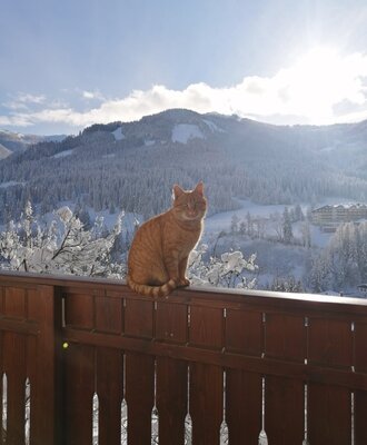 Unser Kater Fritz beim sonnen