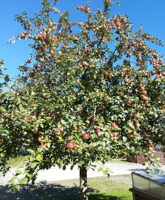 Apfelbaum
